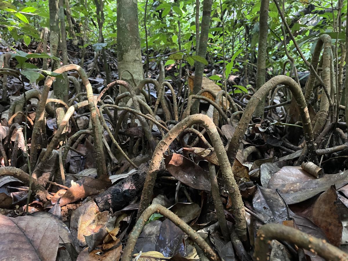Stilt roots at Kammadam Kavu, which is the largest scared grove in Kerala spread over 55 acres. the Myristica swamp in it is over two acres.
