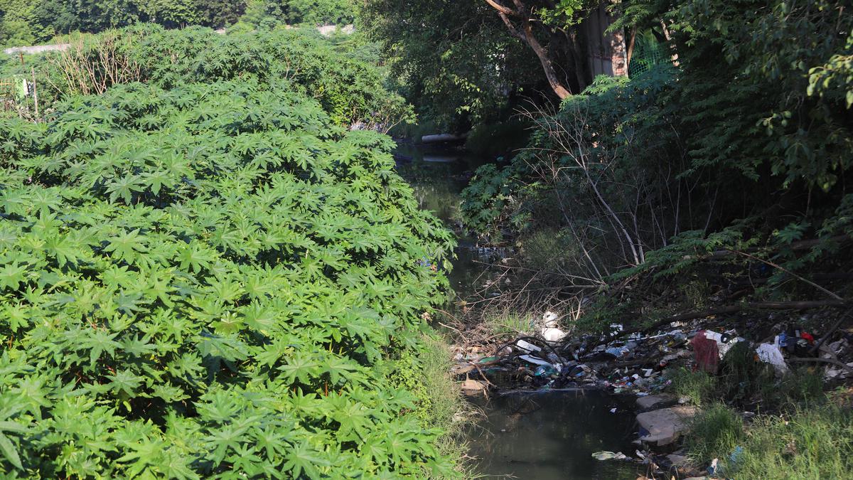 Tale of two water bodies in Chennai