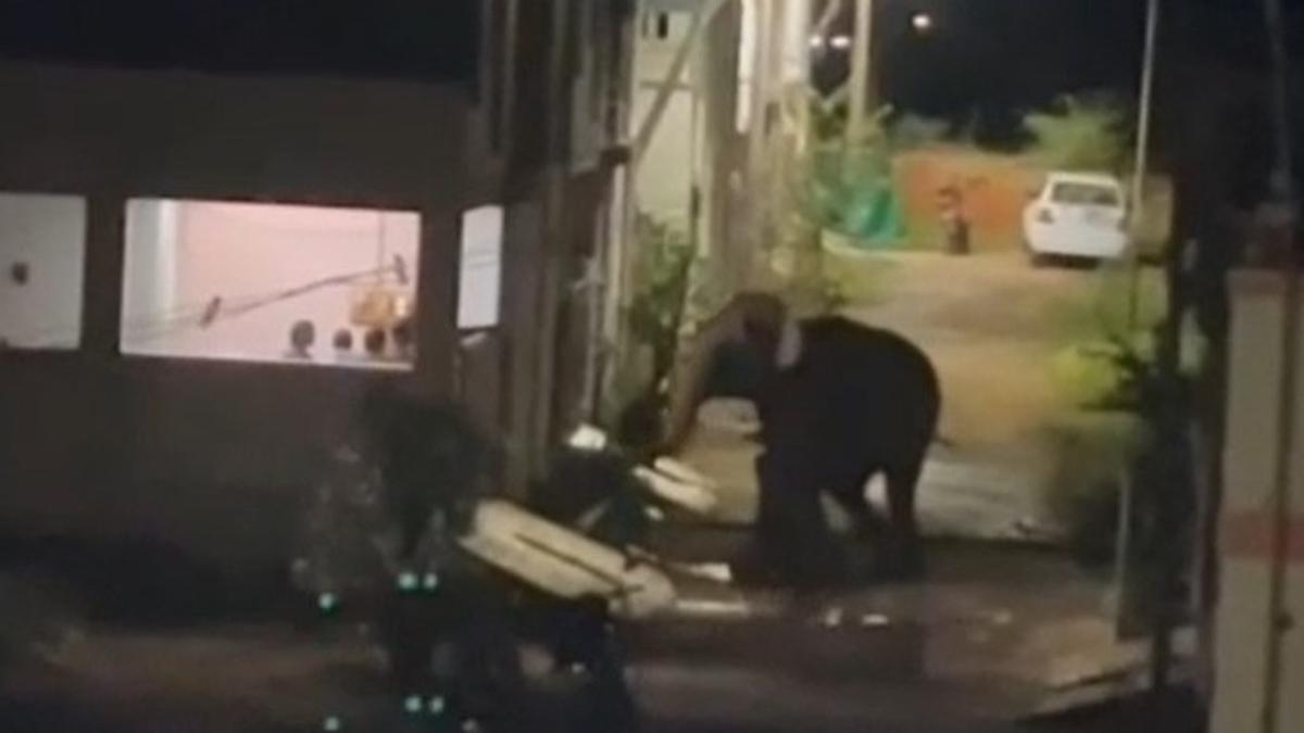 Wild elephant, calf enter residential area near Coimbatore