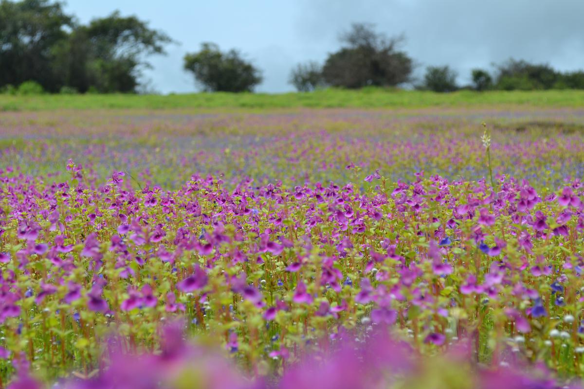 Kaas pathar in Satara, Maharashtra 