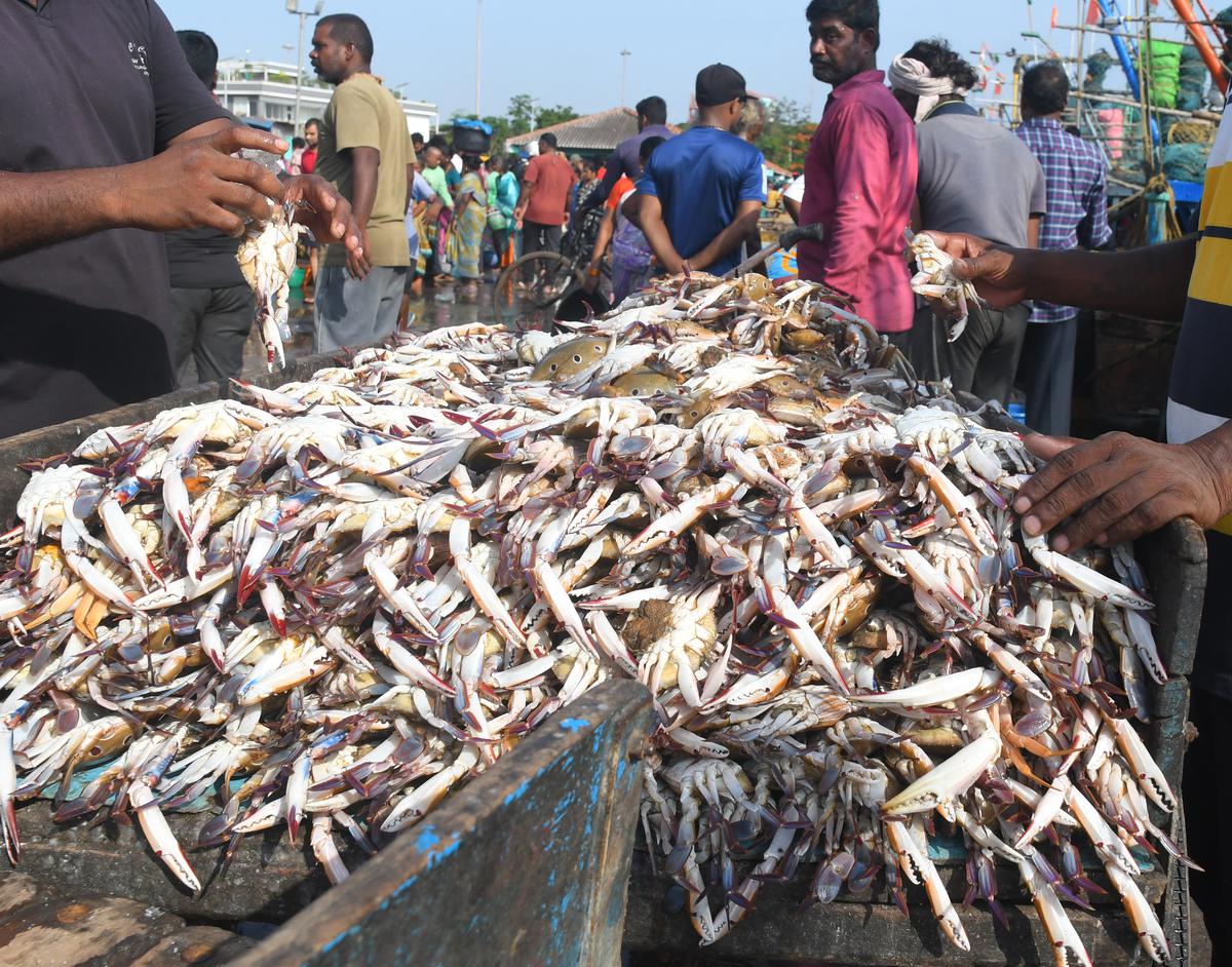 Fishermen transporting the catch from the mechanised boats that returned from long voyage in deep seas with lifting of fishing ban at Fishing Harbour in Visakhapatnam 