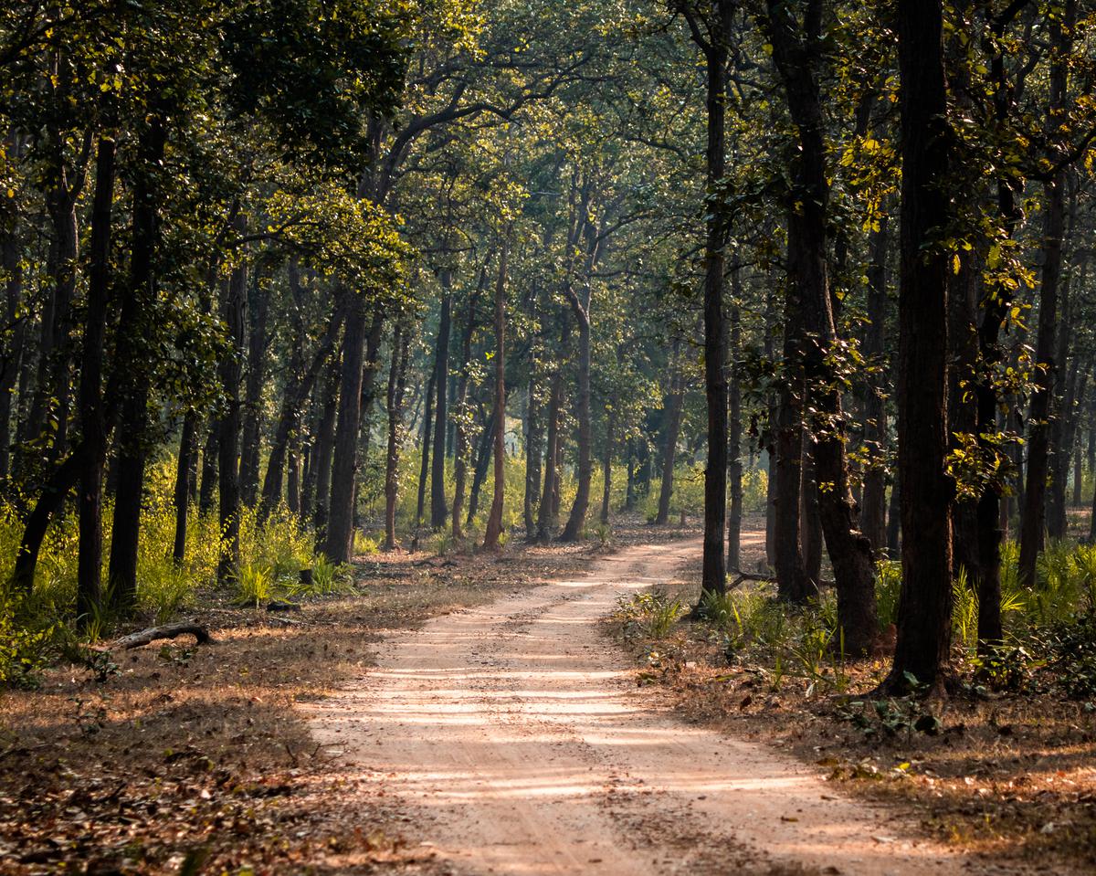 A dirt road in Bandhavgarh National Park, surrounded by tall trees and dried leaves.