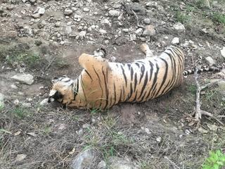 Three key accused arrested in M.M. Hills tiger killing case - The Hindu