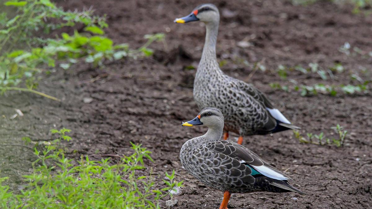 City Nature Challenge records 805 species of flora, fauna in Coimbatore