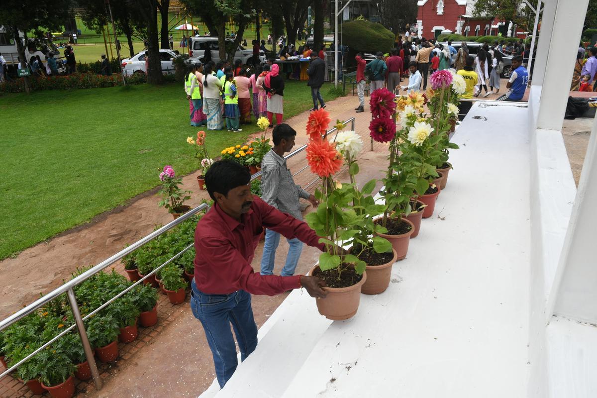 Flower pots are being arranged at the Government Botanical Garden in Udhagamandalam.  Thirty five thousand pots with three hundred and twenty five varieties of flowers will be displayed.