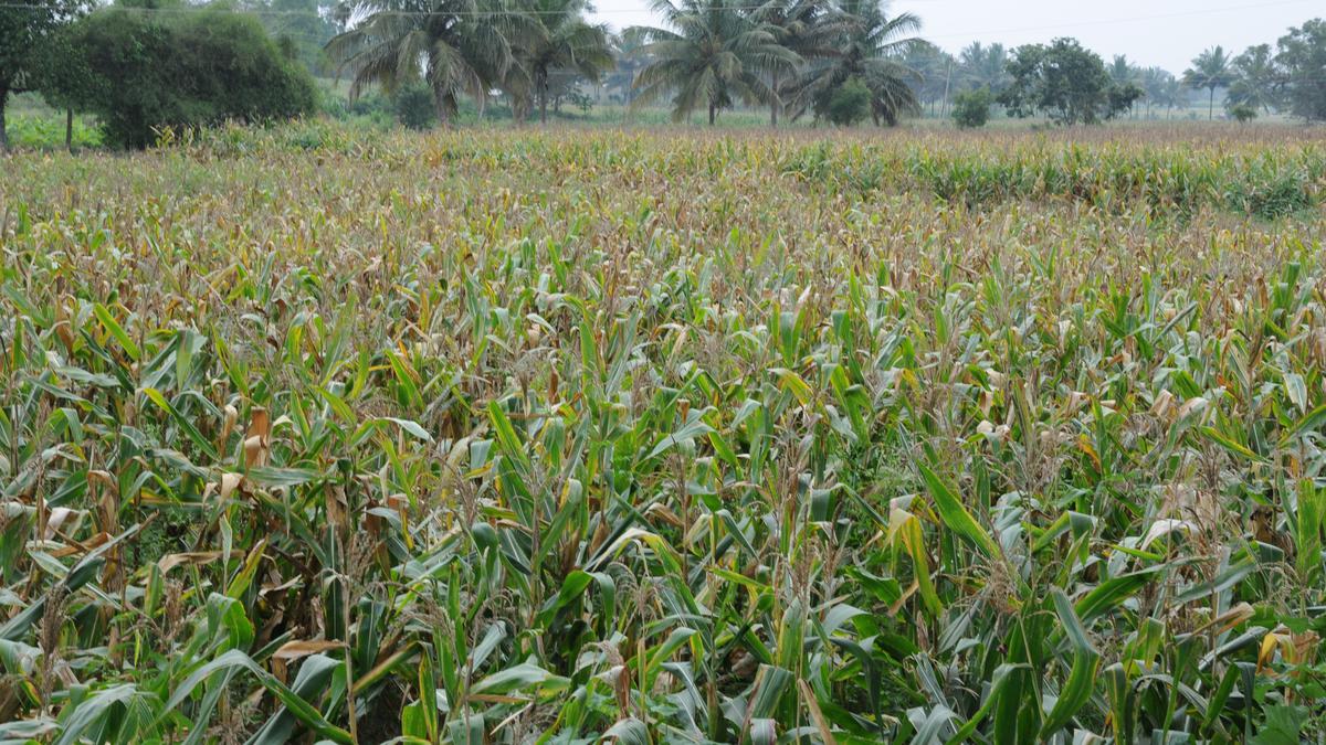 Poor yield in maize affects farmers in Talavadi hill