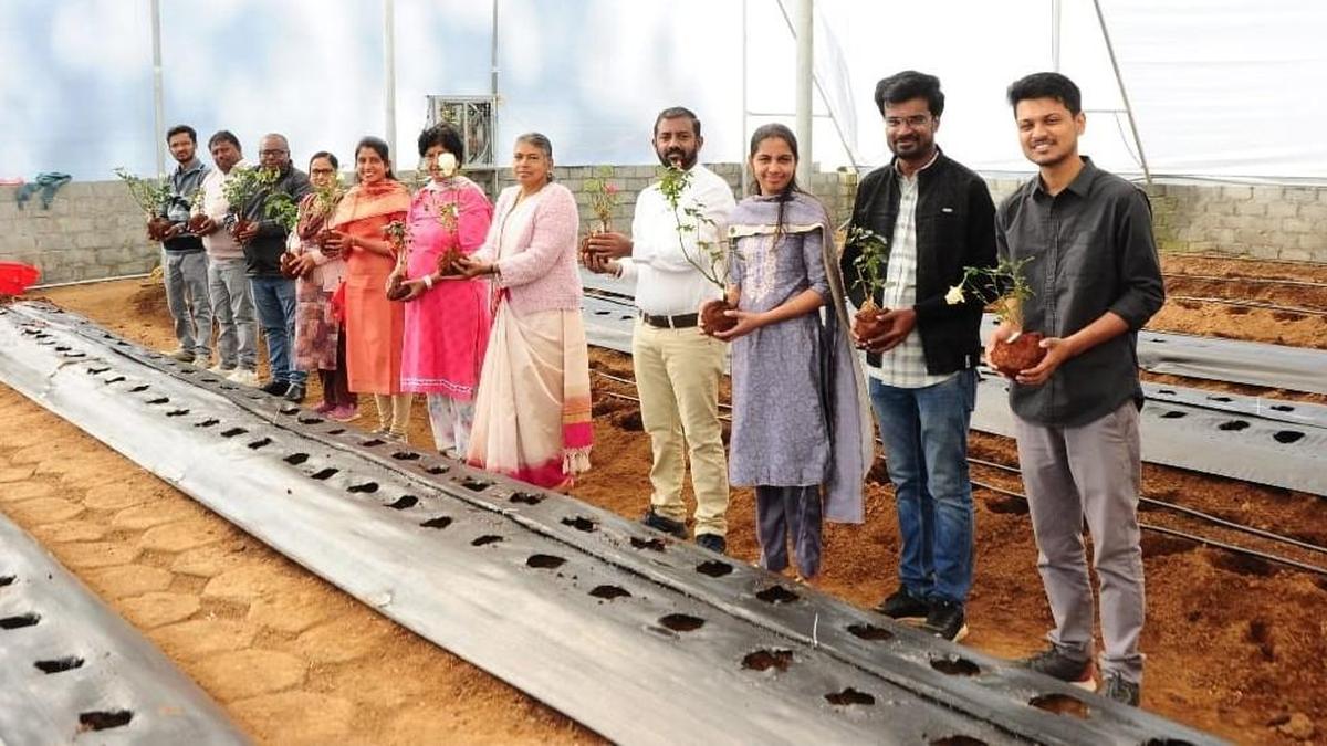 Roses planted at new greenhouse at rose garden in Udhagamandalam