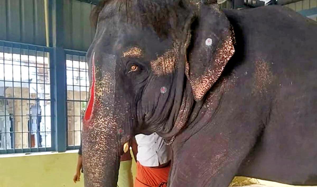 Gauhati High Court allows PETA to intervene in abused elephant’s case