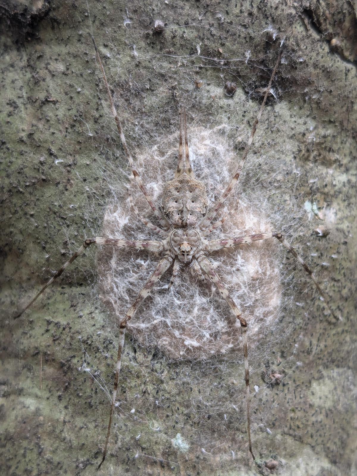 Two-Tailed Spider Hersilia Two-Tailed Spider Hersilia