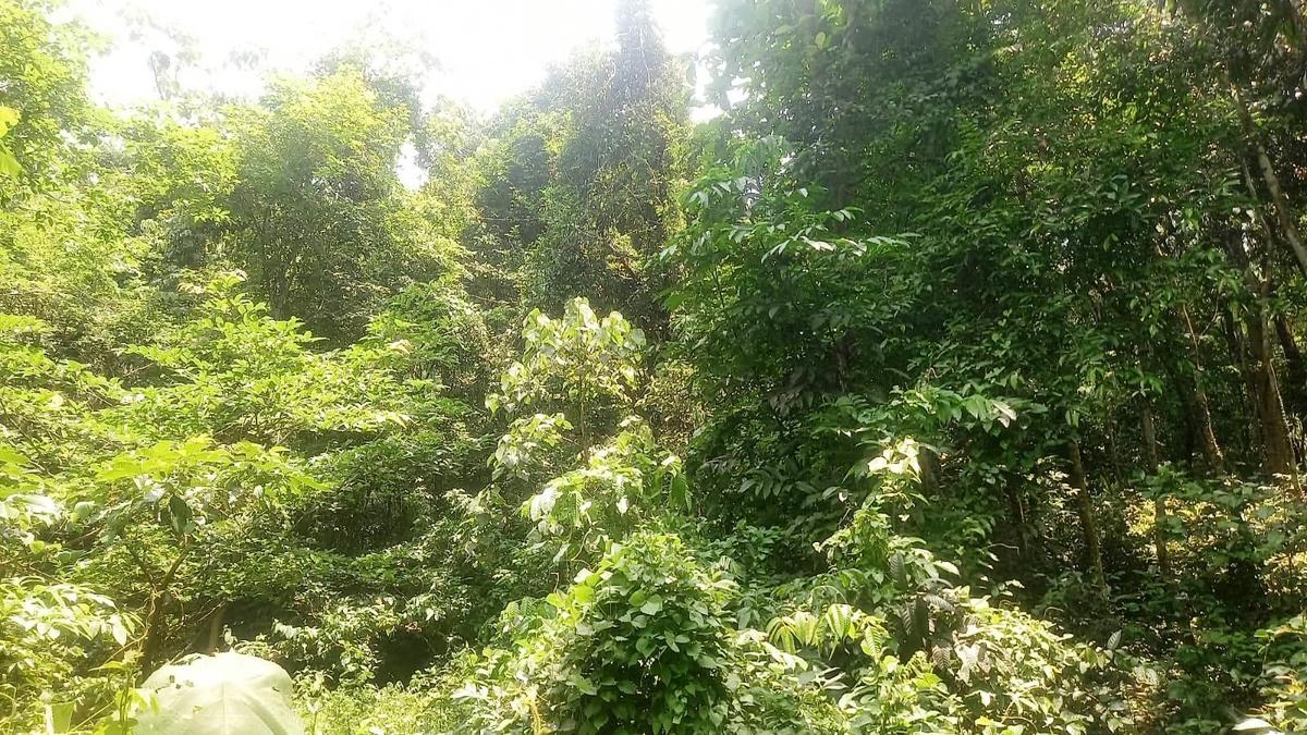 Eight Forest department officials in Kerala trapped inside deep forest, rescued