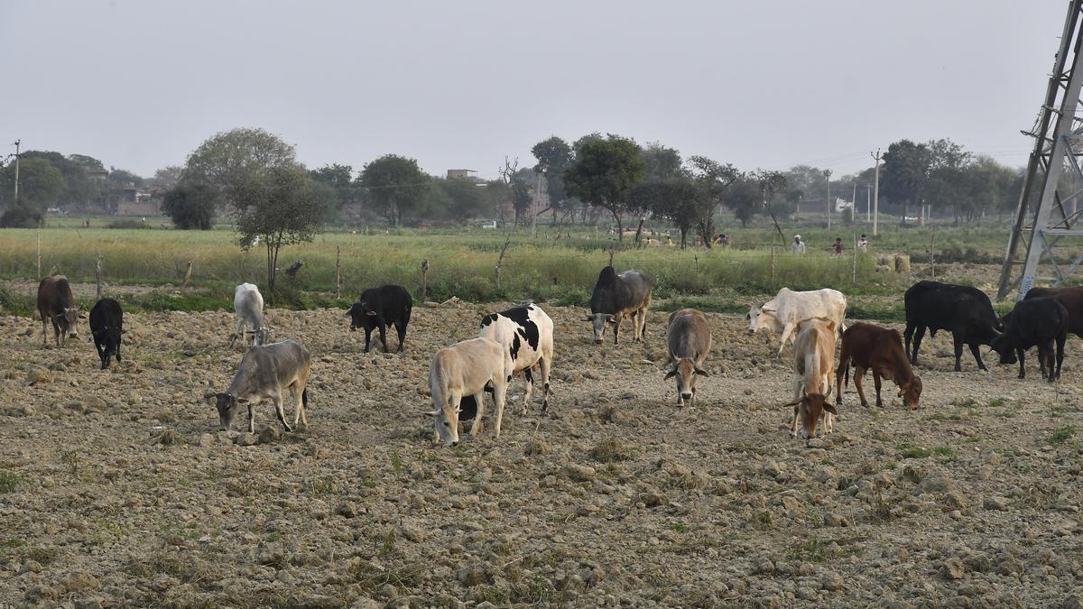 U.P. farmers turn innovative, use CCTVs, Jhatka Machines to keep stray cattle off the field
