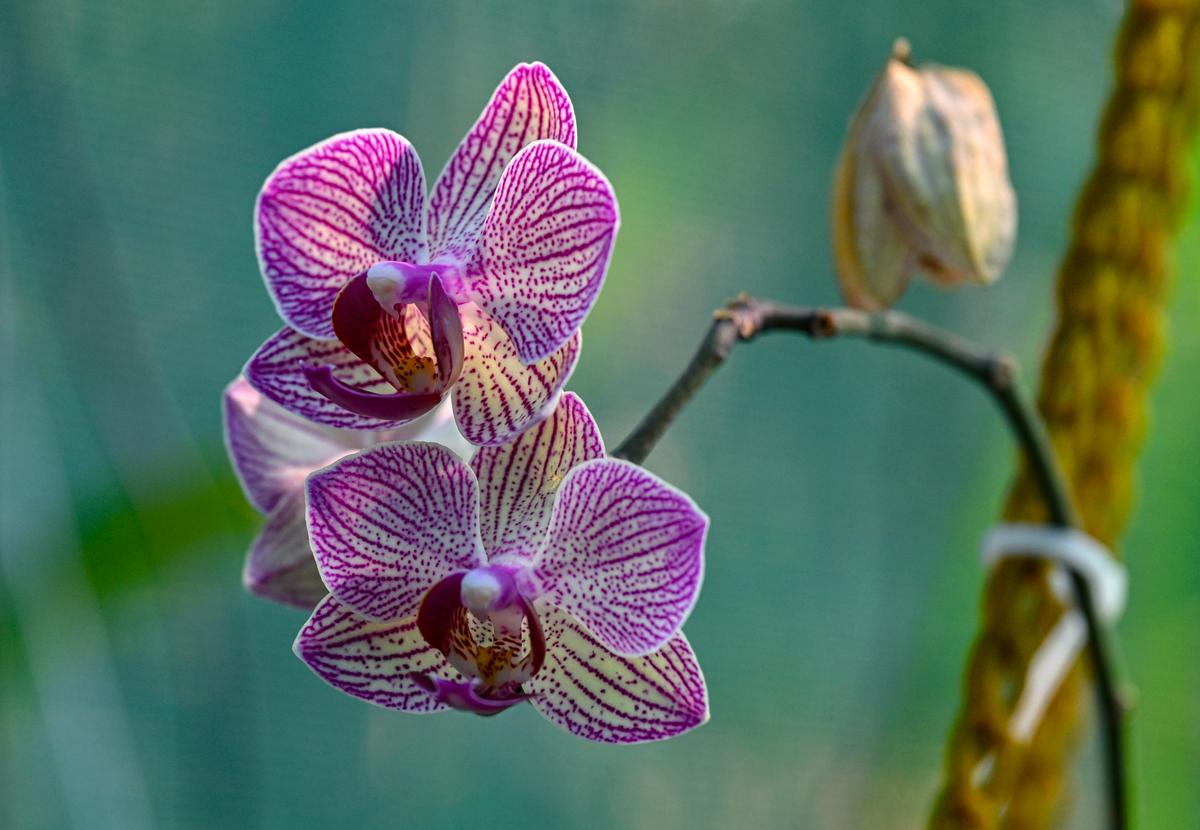 Orchids in bloom at the green house of the Biodiversity Park which has more than 2,000 plant species and recently completed 23 years of its foundation, in Visakhapatnam.