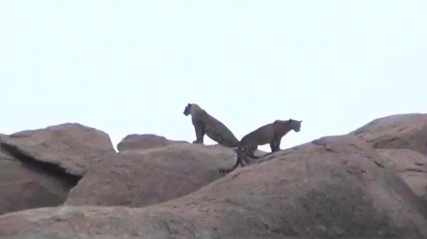 Andhra Pradesh: Two leopards stay put on a hillock at Kosigi, give villagers the jitters