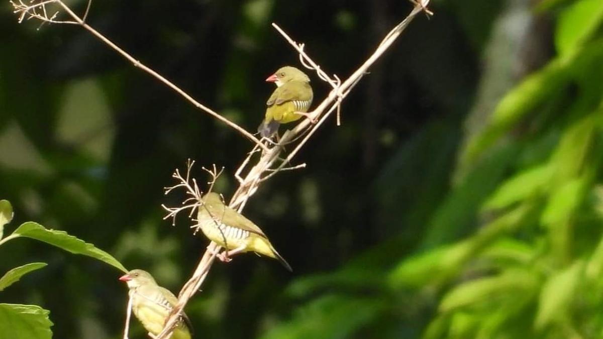 60 experts hit the forest trail to make a bird atlas of Papikonda hill range in A.P.