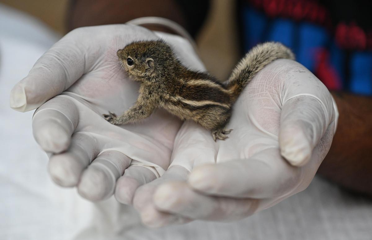 BENGALURU  KARNATAKA  11/12/2025 : *FOR SPOTLIGHT* Squirrel Rescue and Rehabilitation at People for Animals (PFA) Wildlife Hospital, before releasing them back to the wild showcasing extensive efforts in wildlife rescue, in Bengaluru on December 11, 2025.  Photo MURALI KUMAR K / The Hindu