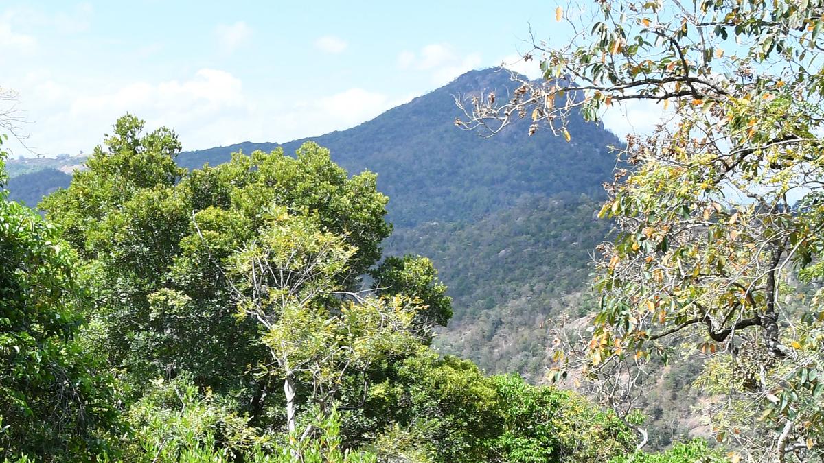 NTCA seeks action against illegal resorts in BRT Tiger Reserve - The Hindu