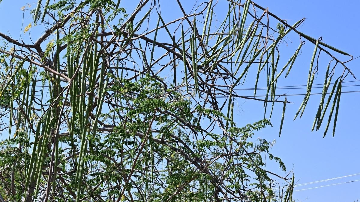 Tamil Nadu election 2026: Voters miffed at apathy towards industrial potential of Aravakurichi constituency