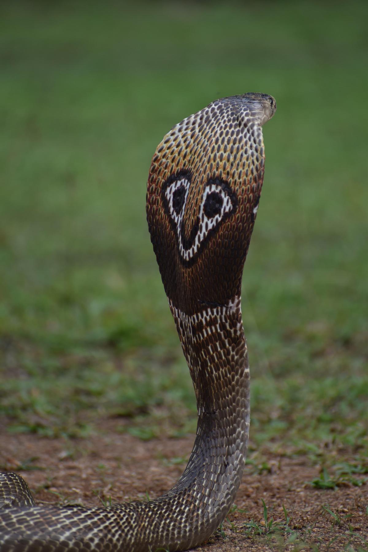 An Indian cobra.