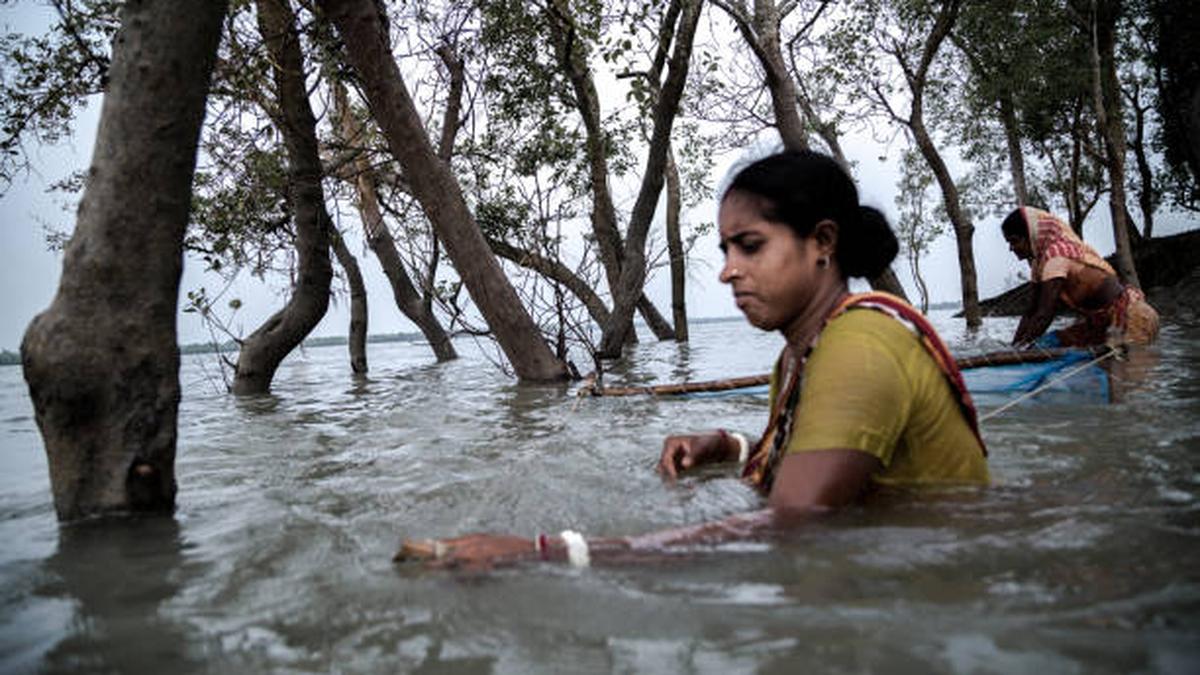 How mangroves’ cells helps plants survive in saltwater
Premium