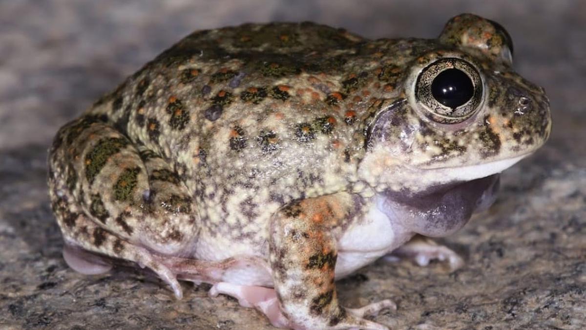 Researchers identify new species of burrowing frog in urban Bengaluru