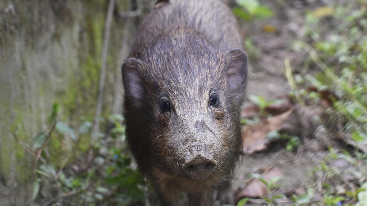 African Swine Fever kills over 800 pigs in Jharkhand's Ranchi