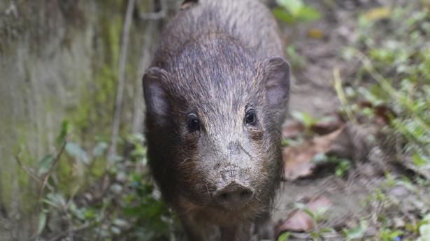 African Swine Fever kills over 800 pigs in Jharkhand’s Ranchi