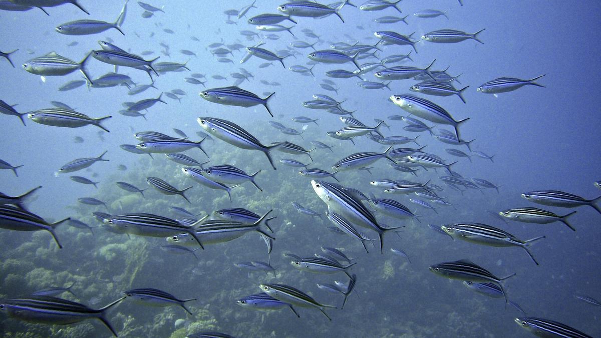 Iconic fish migrations around the world