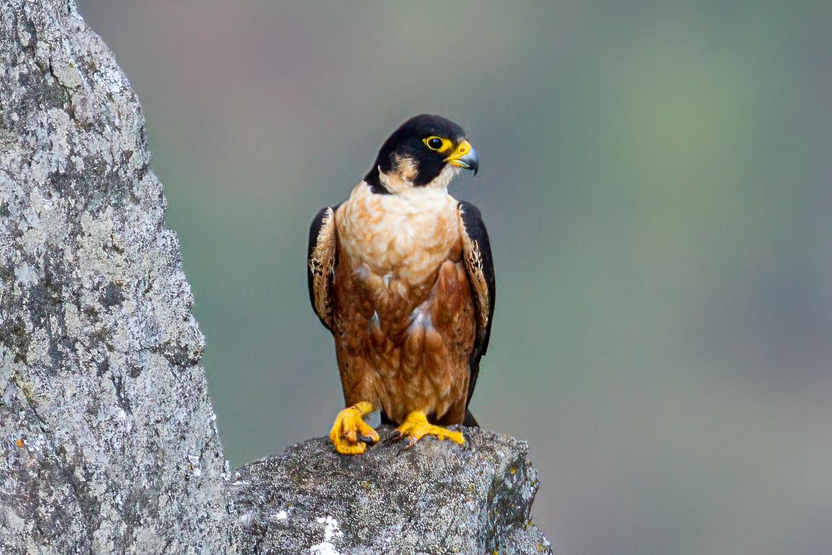 A peregrine falcon sighted during the second phase of the synchronized survey of land birds conducted in Coimbatore Forest Division