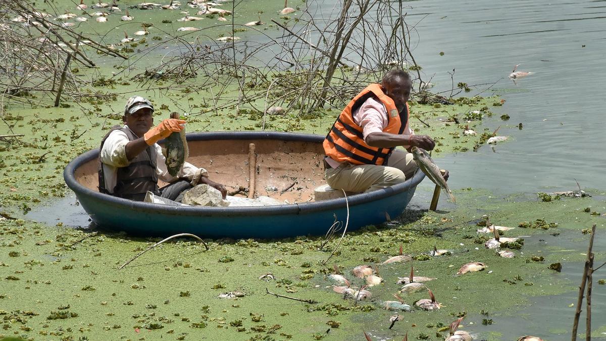 Fish kill at Lingamubdhi lake in Mysuru
