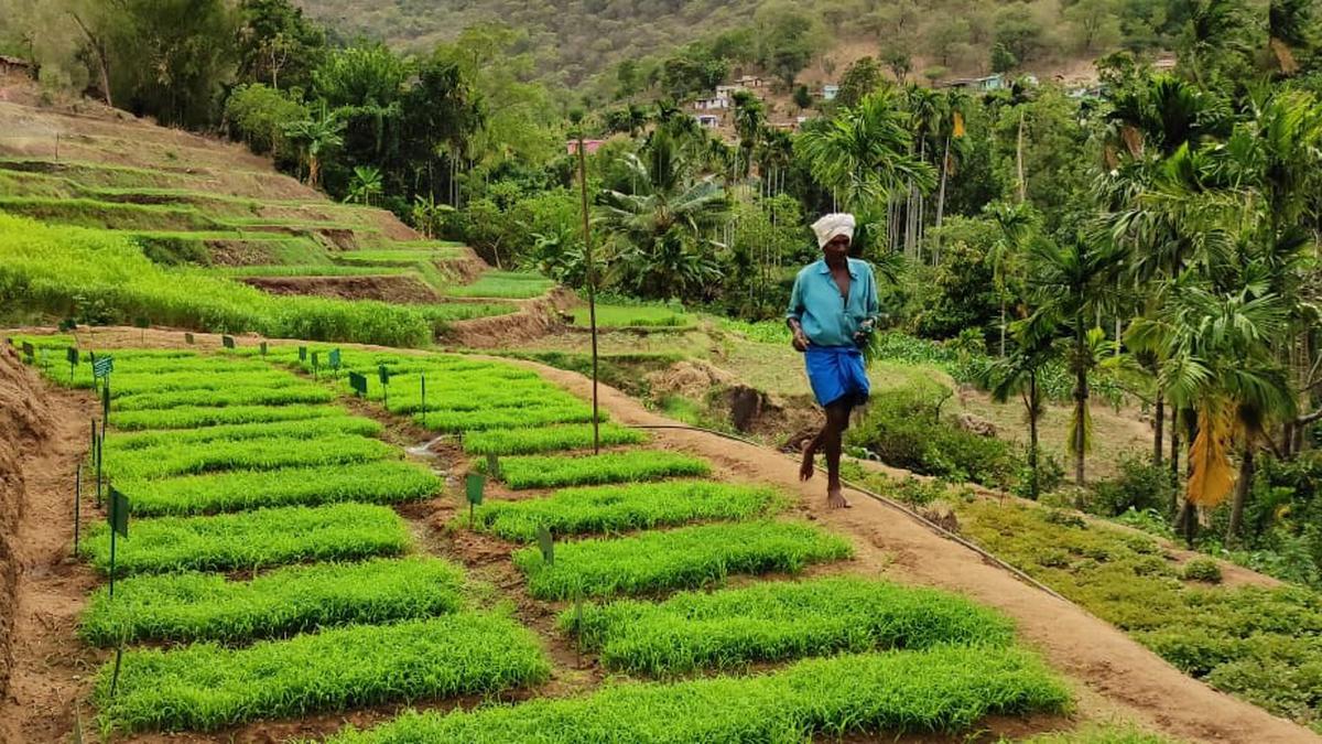 How the tribal settlements in Chinnar Wildlife Sanctuary are reviving cultivation of millets and endemic crops through Punarjeevanam scheme