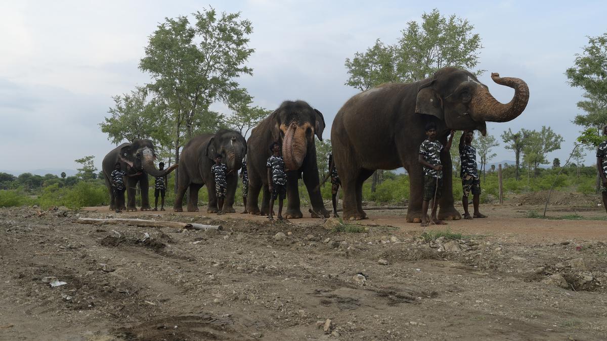 Special State-level committee to inspect plight of captive elephants