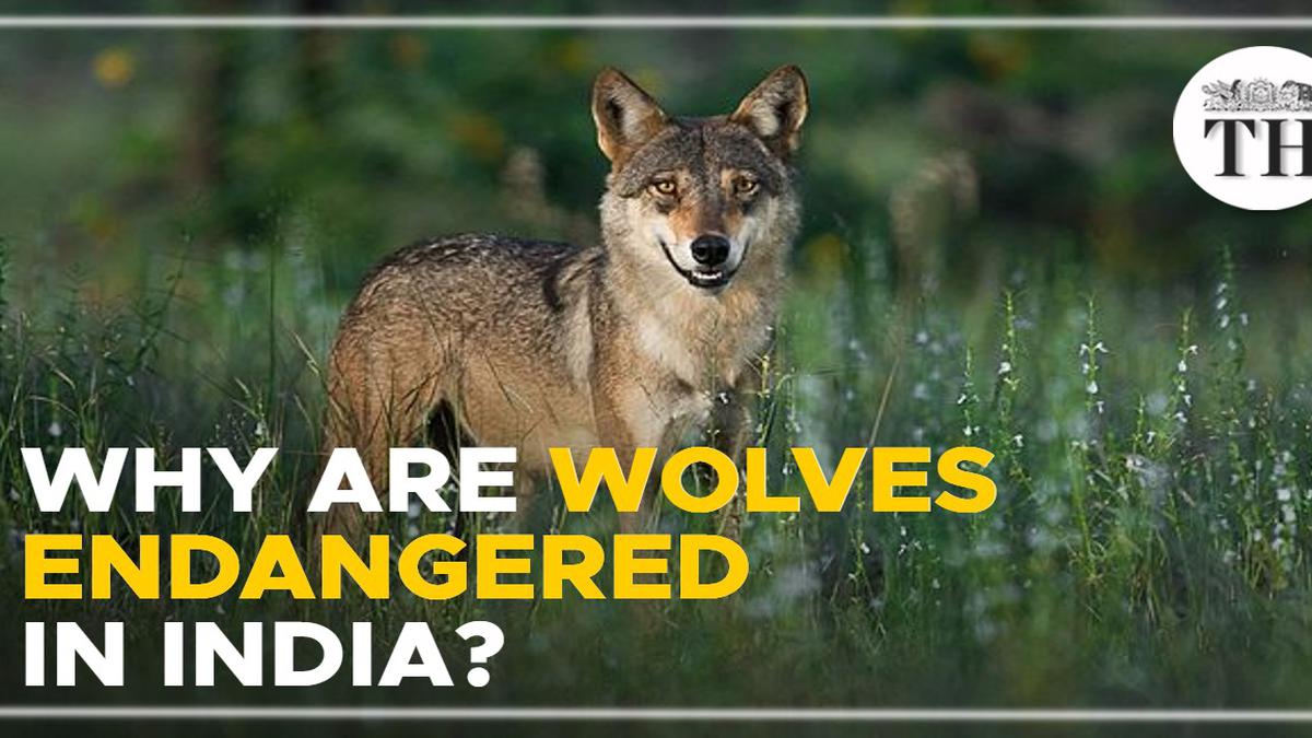 Watch | Why are wolves endangered in India?