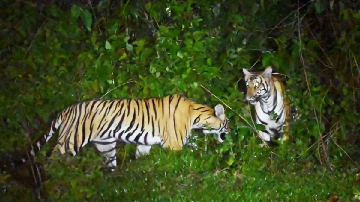 Three tigers spotted at human habitation in Idukki The Hindu
