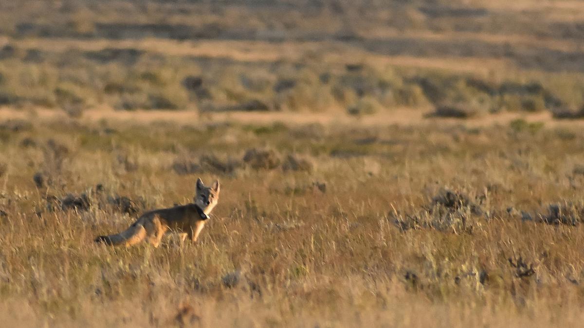 Northern Plains tribes bring back their wild 'relatives'