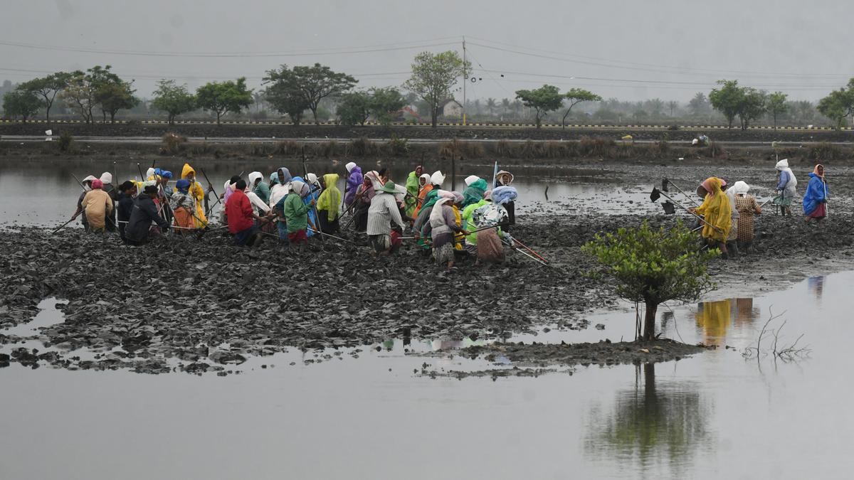 Panels to monitor adherence to annual pokkali rice and fish cycle