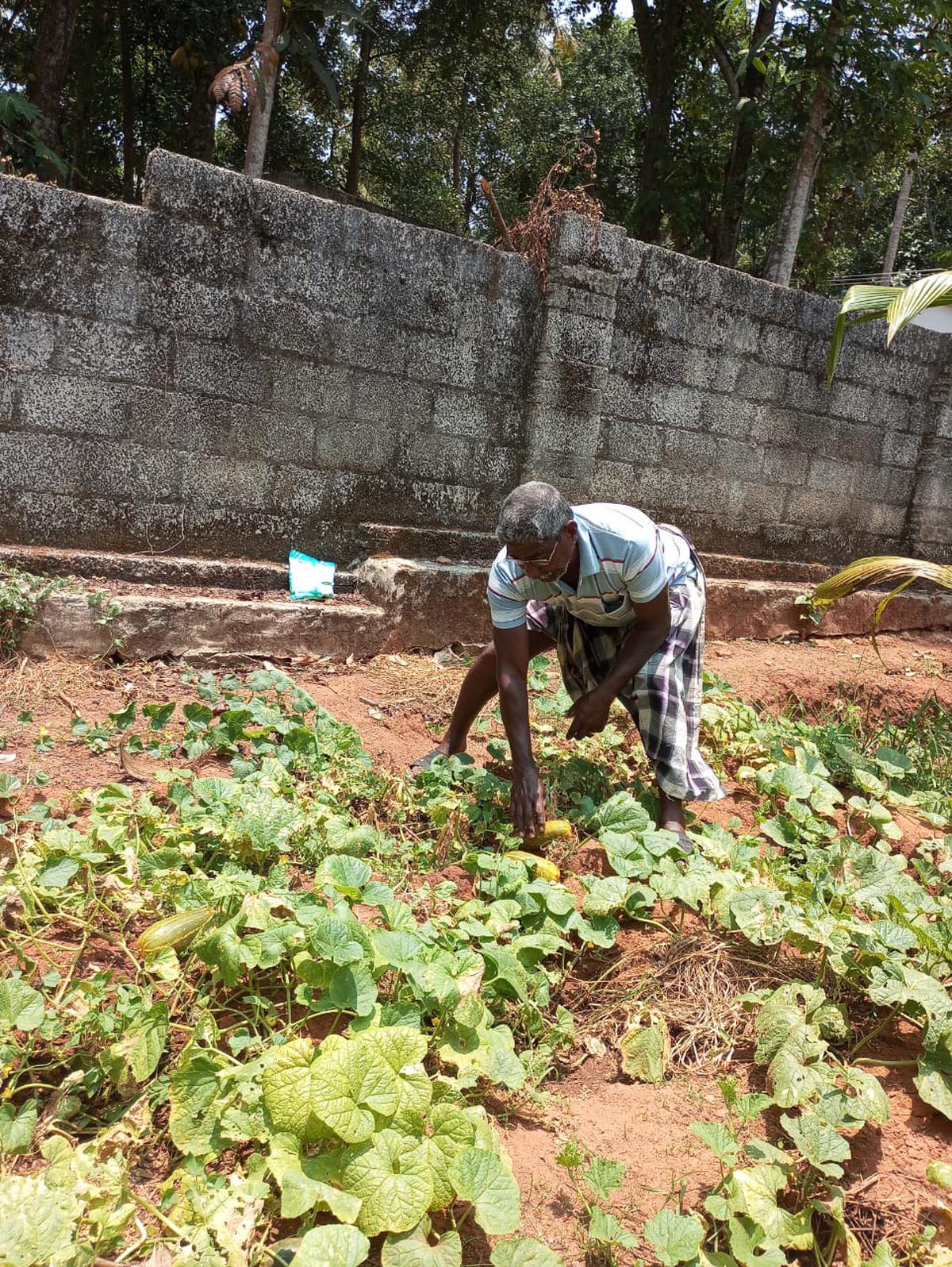 A farmer from Kalliyoor in his kanivellari farm