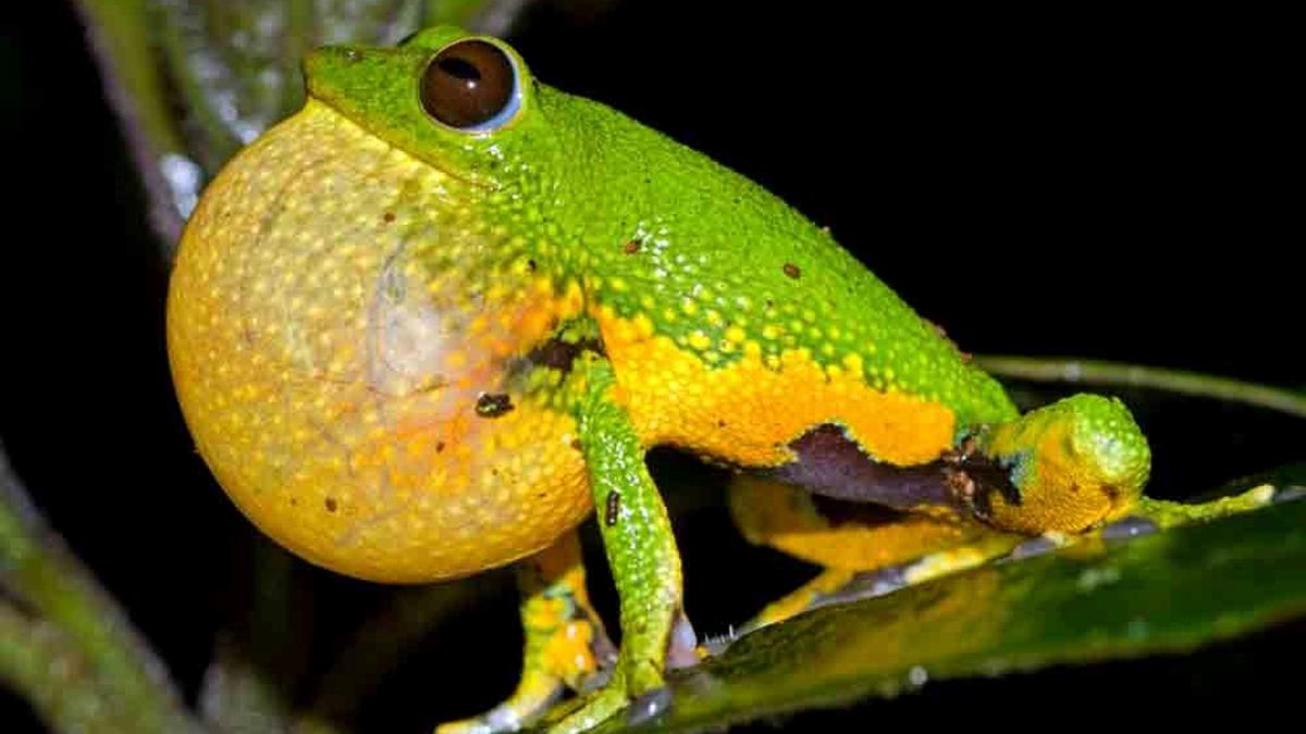 Monsoon Croaks Bioblitz 2025: citizen scientists gear up for third season of frog mapping