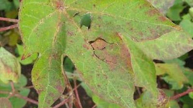 Cotton growers in Yadgir a worried lot as excess moisture in soil damages crops