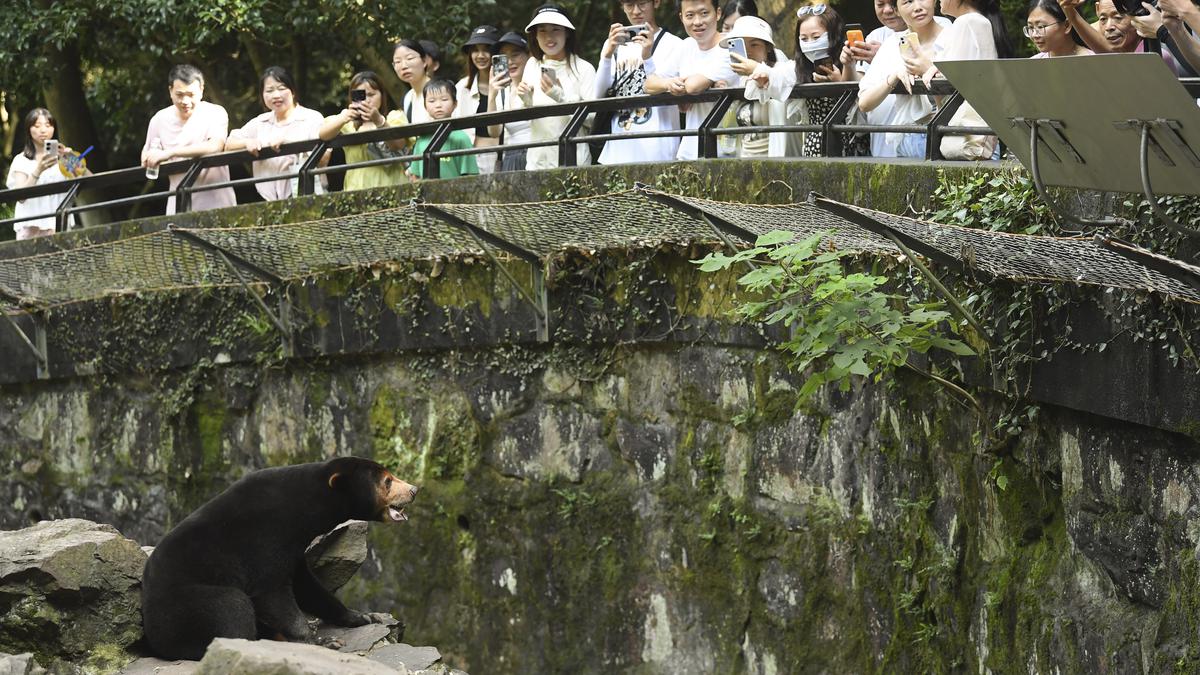 Sun bears appear so human-like they are mistaken for people in suits – experts explain