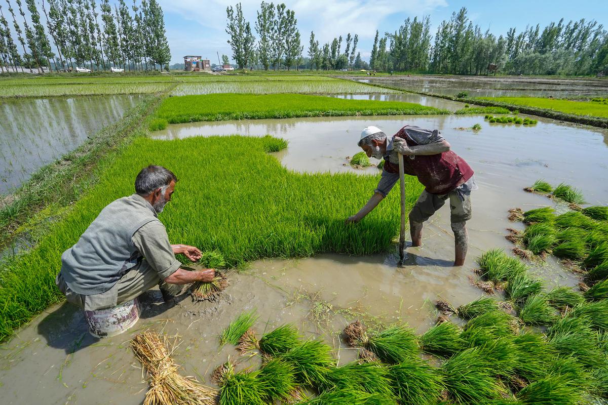 Govt's rice procurement reaches 55.8 million tonnes and wheat 26.2 million  tonnes so far - The Hindu