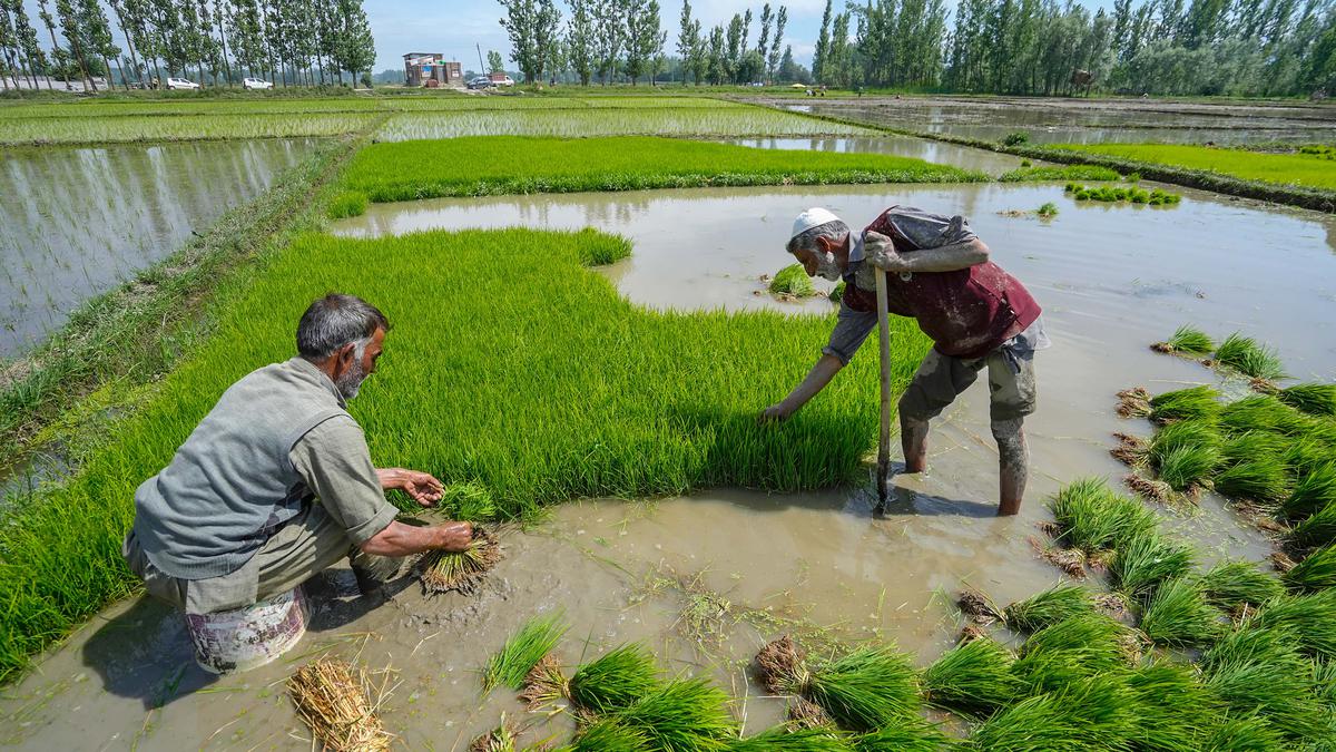 Govt's rice procurement reaches 55.8 million tonnes and wheat 26.2 million tonnes so far