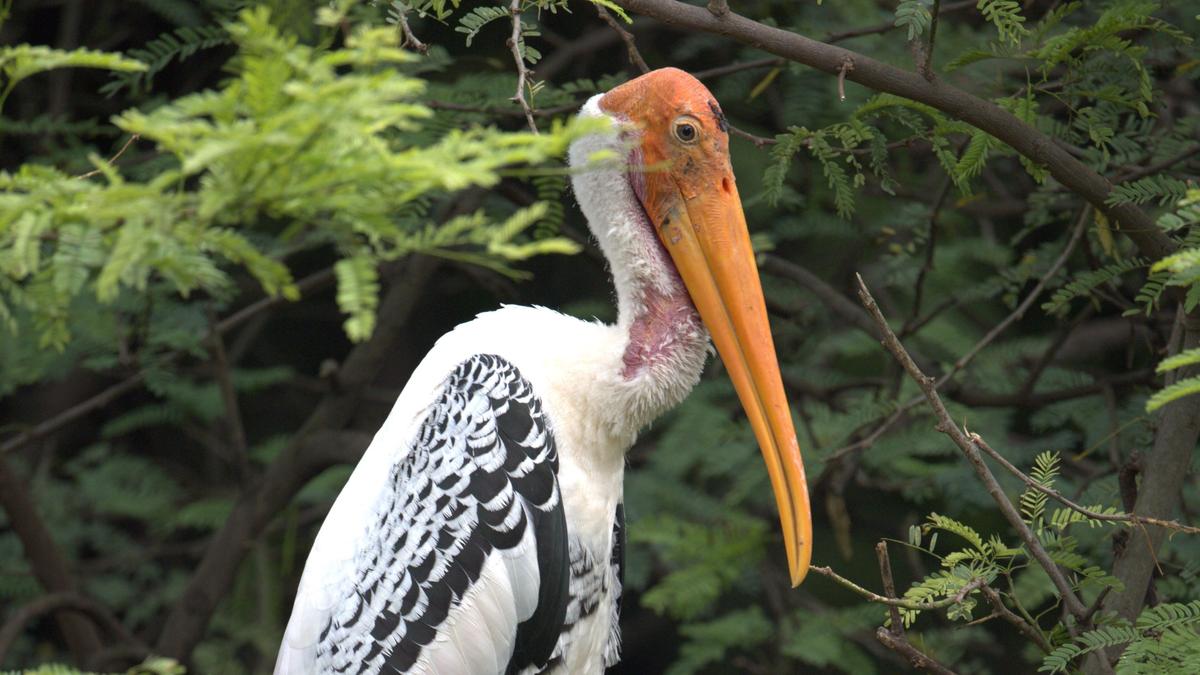 Researchers use deep transfer learning to study nest site fidelity in painted stork in Delhi zoo