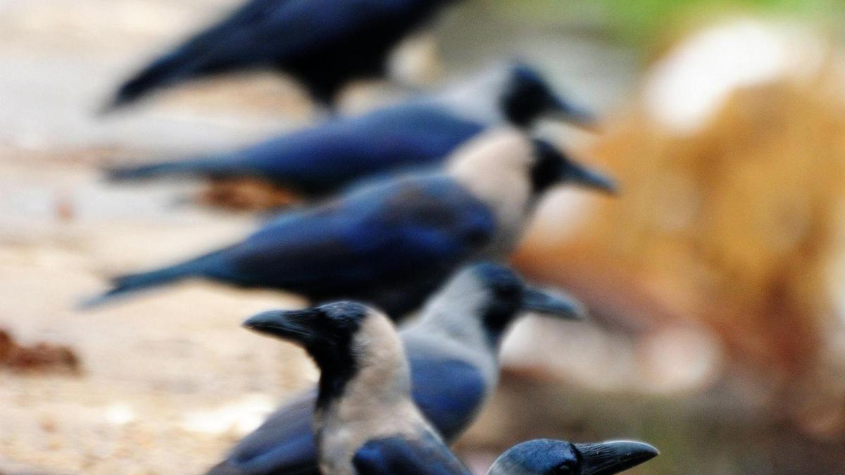 T.N.’s DPH, Animal Husbandry dept. issue advisories after avian influenza detection in crow samples