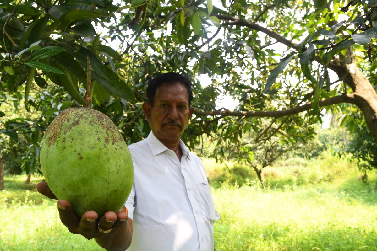 Kathemar, a rare mango variety at KS Jaganatha Raja’s farm 