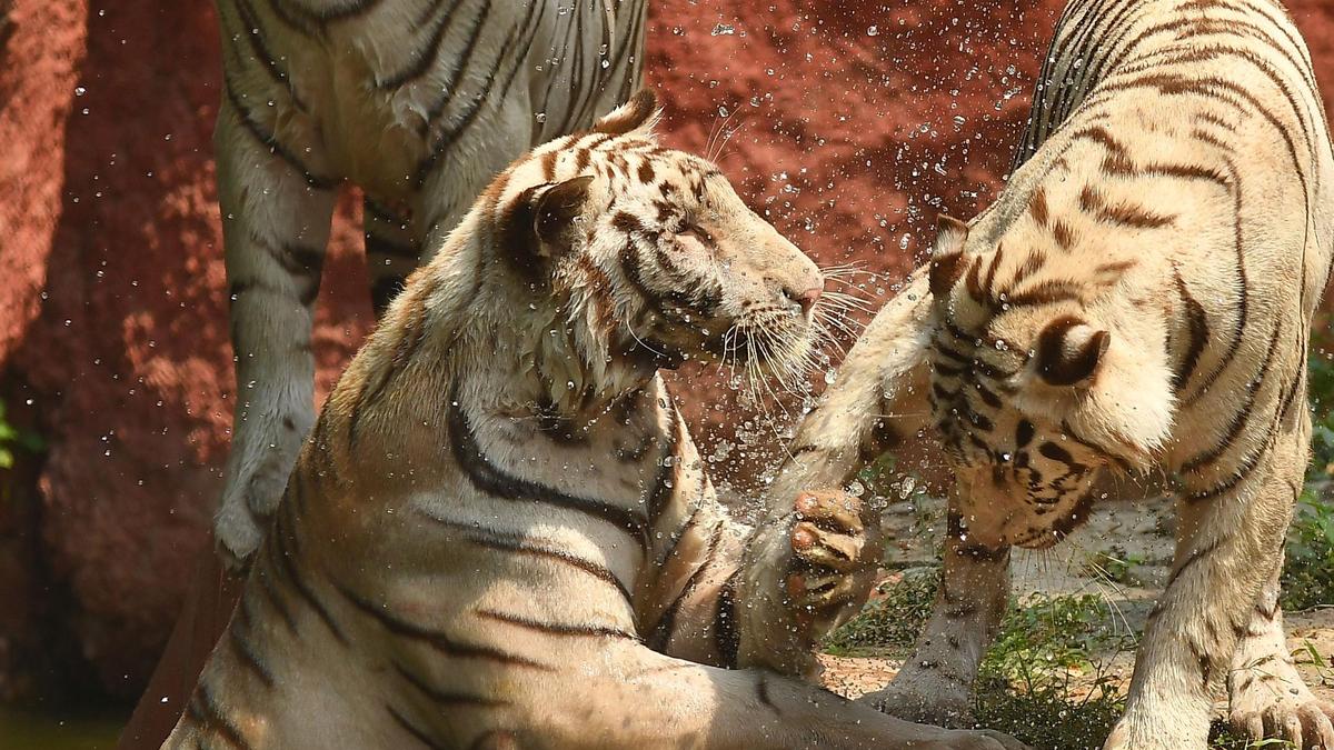 Hyderabad zoo earns ISO tag for sixth time; Telangana launches tiger protection cell