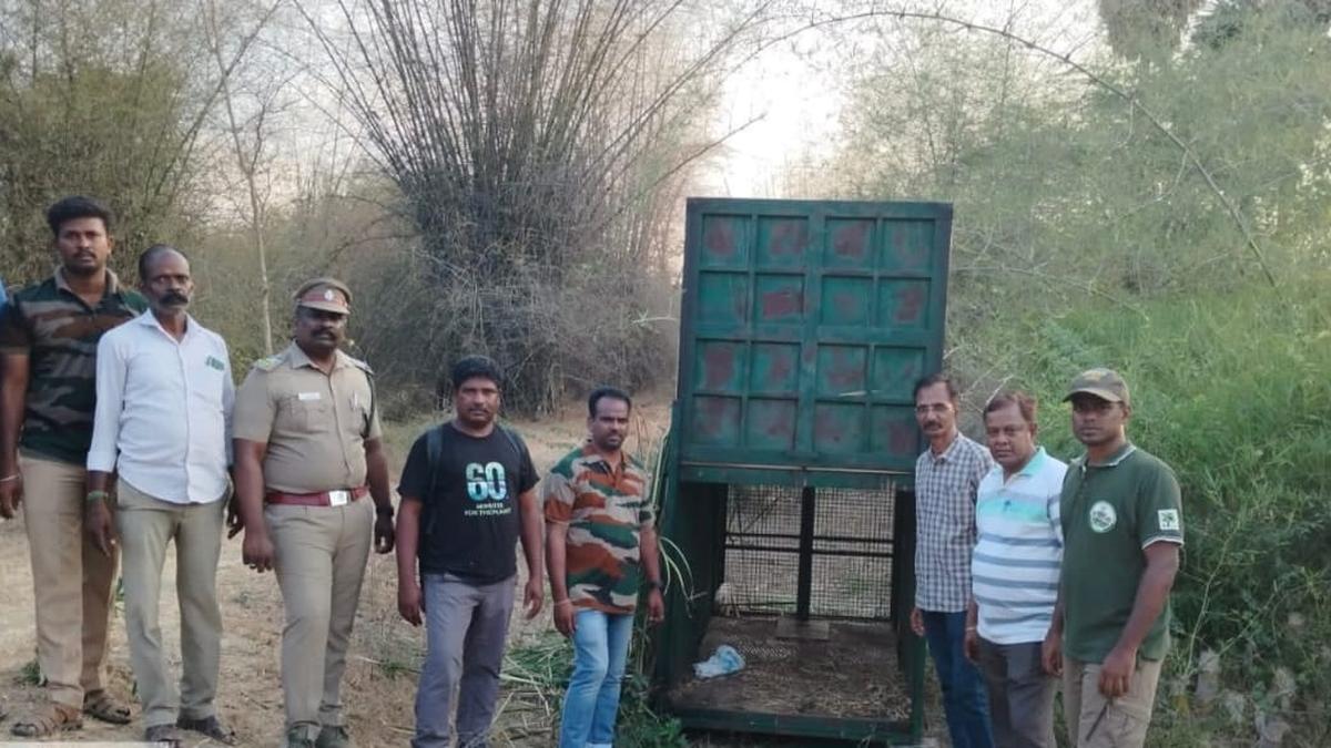 Scat of suspected wild animal found near Chinnaru river in Perambalur