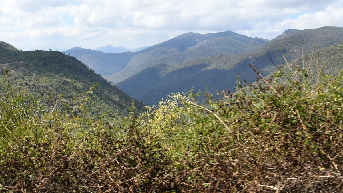 Karnataka has over 44,800 pending forest encroachment cases; wildlife corridors at risk