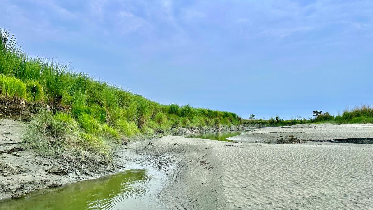 Native and invasive plant species are changing the riverine ecosystem of eastern Assam’s Dibru-Saikhowa National Park, the only habitat of feral horses in India.
