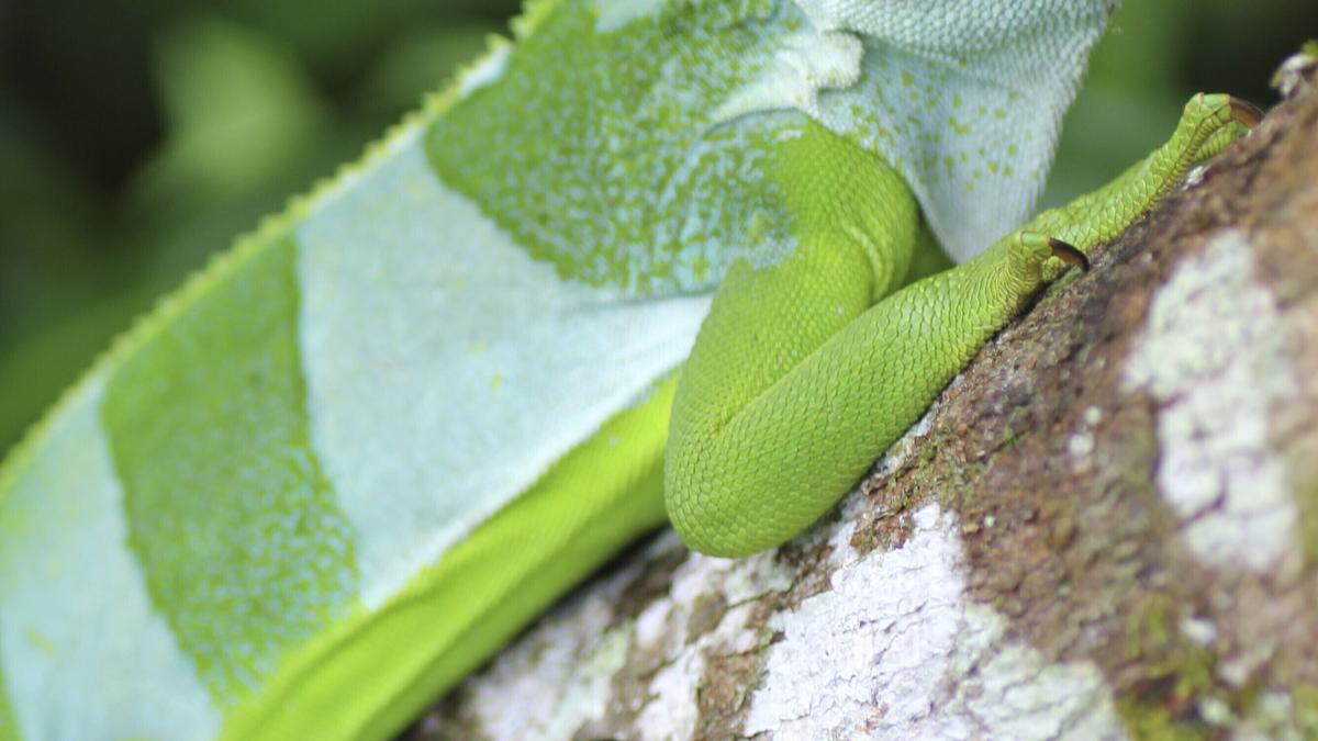 Iguanas likely crossed the Pacific millions of years ago on a record-setting rafting trip