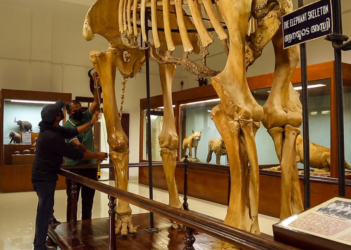 Sooraj Nambiat matuoja skeletą padedamas Thrissur muziejaus ekspertų. 